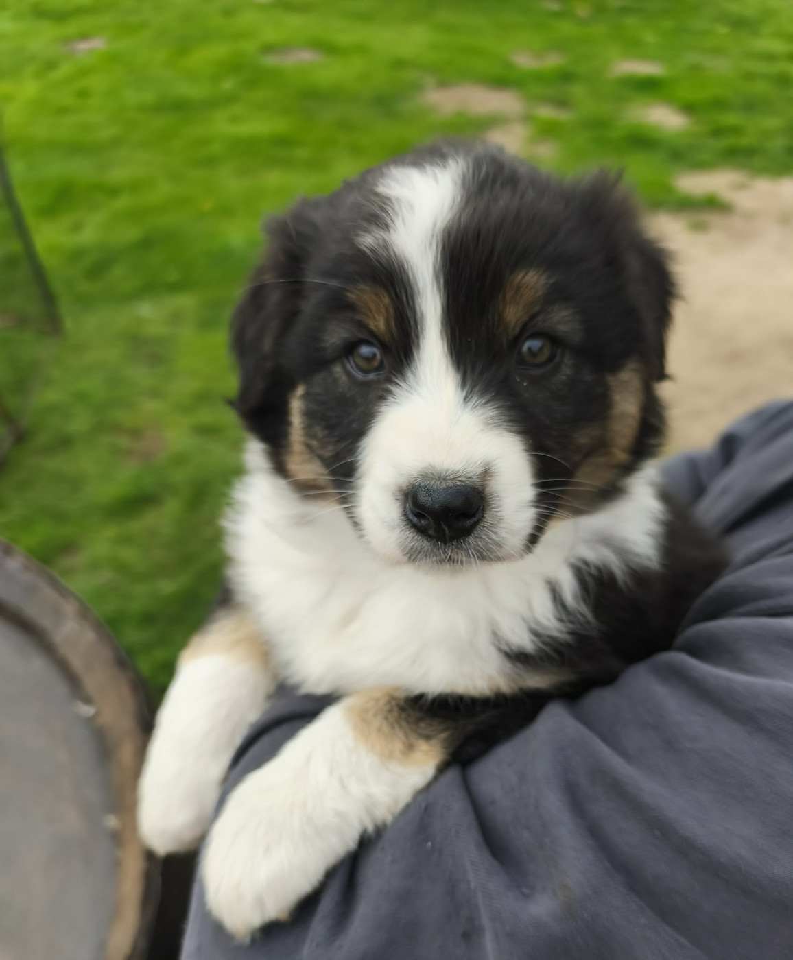 De Besle Efy - Chiots disponibles - Berger Australien